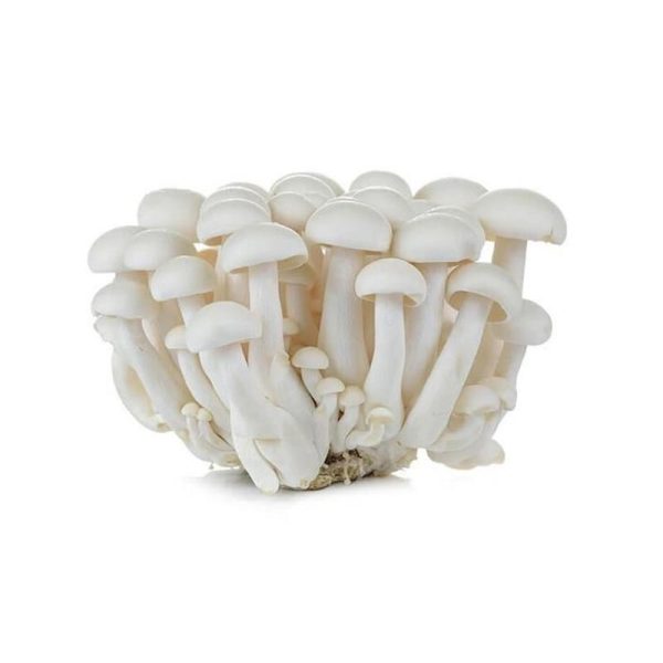 Mushroom Shimeji 1 Packet