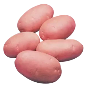 Lal Alu (Red Potato Cardinal)