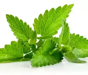 Pudina Pata (Mint Leaves) ± 10 gm 100 gm