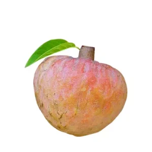 Sugar Apple (Ata Phol) each
